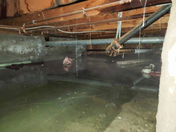 Best Mold removal after water damage  in Farmer City, IL